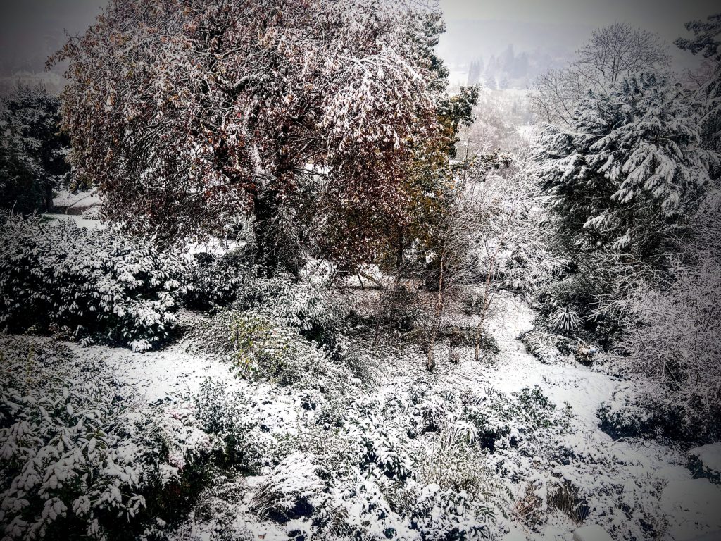 Un paysage d'hiver couvert de neige, avec des arbres et des buissons. Des branches arborent une légère couche de neige, créant une ambiance paisible et hivernale.